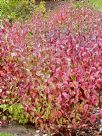 Cornus alba Sibirica