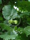 Corylus maxima