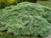 Cupressus macrocarpa Greenstead Magnificent