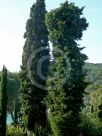 Cupressus macrocarpa