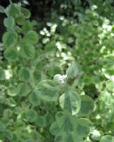 Helichrysum petiolare Variegatum