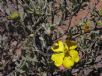 Hibbertia obtusifolia