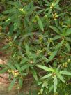 Hibbertia saligna