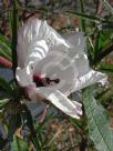 Hibiscus heterophyllus