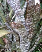 Hohenbergia correia-araujoi