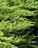 Juniperus rigida conferta