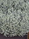 Leucophyta brownii Silver Nugget