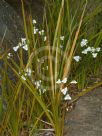 Libertia peregrinans