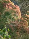 Melaleuca linariifolia Claret Tops