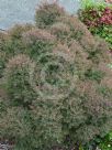 Melaleuca linariifolia Claret Tops