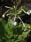 Nicotiana sylvestris