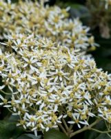 Olearia argophylla