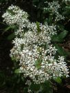 Olearia argophylla