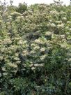 Olearia argophylla