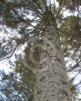 Picea engelmannii