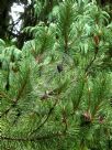 Pinus mugo uncinata