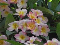 Plumeria rubra