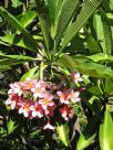 Plumeria rubra