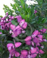 Polygala dalmaisiana Grandiflora