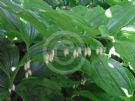 Polygonatum multiflorum