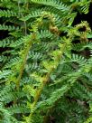 Polystichum proliferum