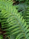 Polystichum proliferum