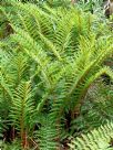 Polystichum proliferum