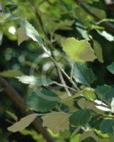 Populus alba