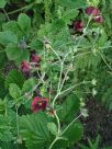 Potentilla atrosanguinea