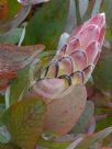 Protea eximia