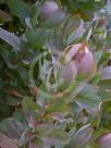 Protea eximia