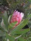 Protea neriifolia