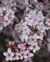 Prunus cerasifera Nigra