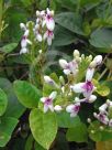 Pseuderanthemum carruthersii Reticulatum