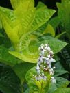 Pseuderanthemum carruthersii Reticulatum