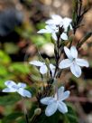 Pseuderanthemum variabile