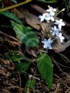 Pseuderanthemum variabile