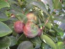 Psidium cattleianum