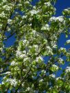 Pyrus calleryana Capital