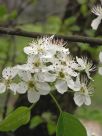 Pyrus calleryana