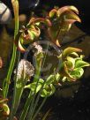 Sarracenia leucophylla