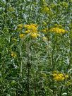 Senecio linearifolius