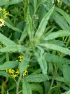 Senecio linearifolius