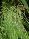 Setaria palmifolia