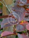 Stewartia pseudocamellia