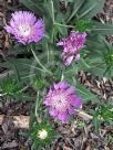 Stokesia laevis