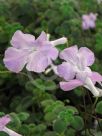 Streptocarpus saxorum