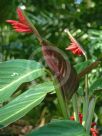 Stromanthe sanguinea