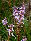 Stylidium graminifolium