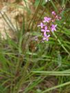 Stylidium graminifolium